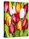 Tulip Time-Mary Russel-Premier Image Canvas