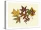 Tulip Tree, Sweet Gum & Scarlet Oak-Denton-Stretched Canvas