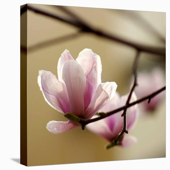 Tulip Tree-null-Premier Image Canvas