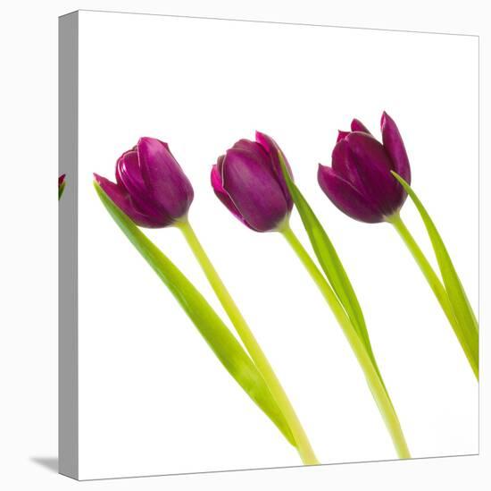 Tulip Trio I-Joseph Eta-Stretched Canvas