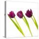 Tulip Trio I-Joseph Eta-Stretched Canvas