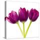 Tulip Trio II-Joseph Eta-Stretched Canvas