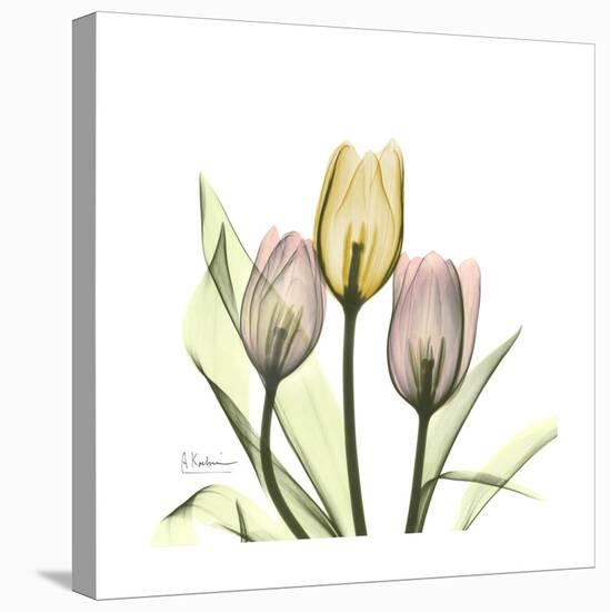 Tulip Trio-Albert Koetsier-Stretched Canvas