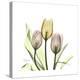 Tulip Trio-Albert Koetsier-Stretched Canvas