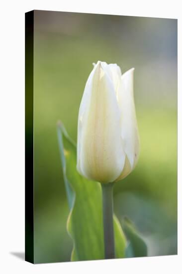 Tulip, Tulipa, Blossom, White, Close Up-David & Micha Sheldon-Premier Image Canvas