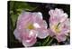 Tulip (Tulipa Sp.)-Dr. Keith Wheeler-Premier Image Canvas