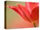 Tulip, (Tulipa Spec.), Bielefeld, Germany-Thorsten Milse-Premier Image Canvas