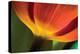 Tulip Up Close II-Lee Peterson-Premier Image Canvas