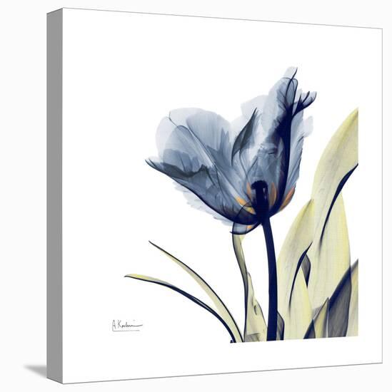 Tulip Whisper-Albert Koetsier-Stretched Canvas