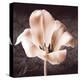 Tulip-Christine Zalewski-Stretched Canvas