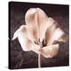 Tulip-Christine Zalewski-Stretched Canvas