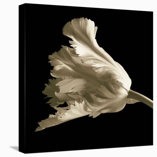 Tulip-Michael Harrison-Stretched Canvas