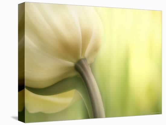 Tulip-Irene Suchocki-Premier Image Canvas