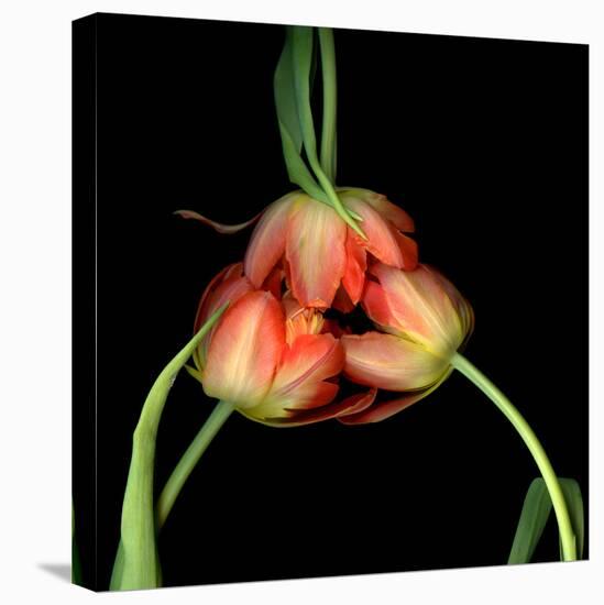 tulip-Magda Indigo-Premier Image Canvas