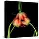 tulip-Magda Indigo-Premier Image Canvas