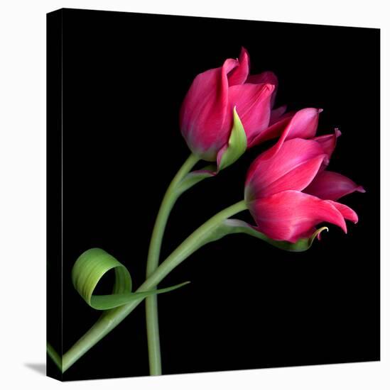 tulip-Magda Indigo-Premier Image Canvas