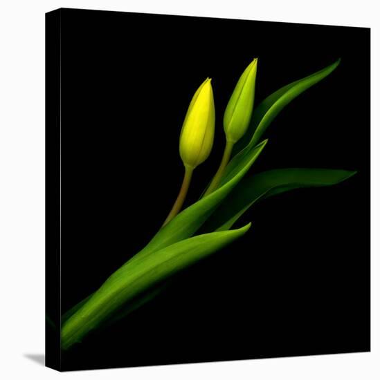 tulip-Magda Indigo-Premier Image Canvas