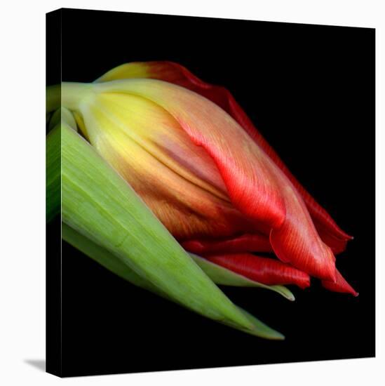 tulip-Magda Indigo-Premier Image Canvas