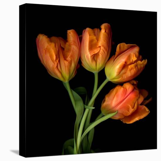 tulip-Magda Indigo-Premier Image Canvas