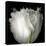 tulip-Magda Indigo-Premier Image Canvas