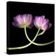 tulip-Magda Indigo-Premier Image Canvas