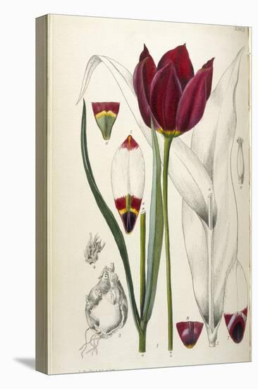 Tulipa Cypria a Deep Red Tulip-William Curtis-Premier Image Canvas