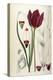 Tulipa Cypria a Deep Red Tulip-William Curtis-Premier Image Canvas