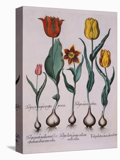 Tulipa, Engraving-Basilius Besler-Premier Image Canvas