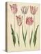 Tulipa Gesneriana From The Album Gottorfer Codex, c.1650-Hans Simon Holtzbecher-Premier Image Canvas