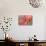 Tulipa Planifolia-Cora Niele-Premier Image Canvas displayed on a wall