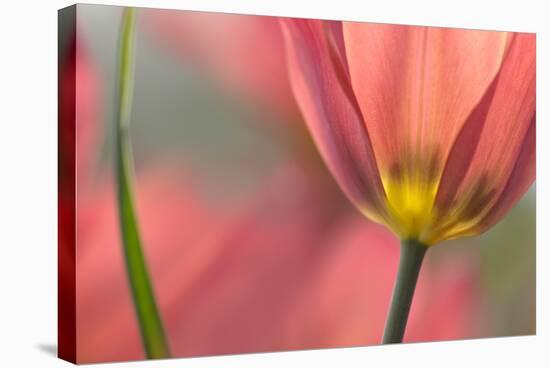 Tulipa Planifolia-Cora Niele-Premier Image Canvas