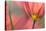 Tulipa Planifolia-Cora Niele-Premier Image Canvas