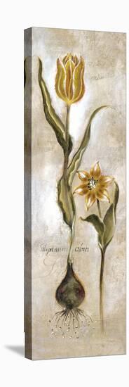 Tulipa Violoncello VI-Augustine-Stretched Canvas