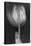 Tulipan X Ray-Moises Levy-Premier Image Canvas