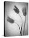 Tulipanes Amarillos-Moises Levy-Premier Image Canvas