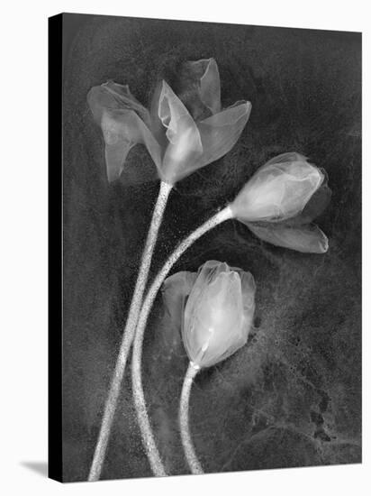 Tulipanes-Moises Levy-Premier Image Canvas