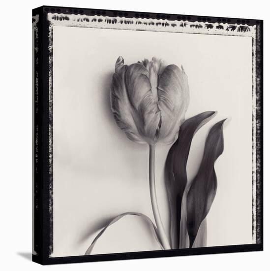 Tulipano Bontanica II-Bill Philip-Stretched Canvas