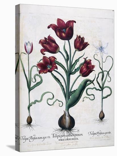 Tulips, 1613-Johann Friedrich Meyer-Premier Image Canvas