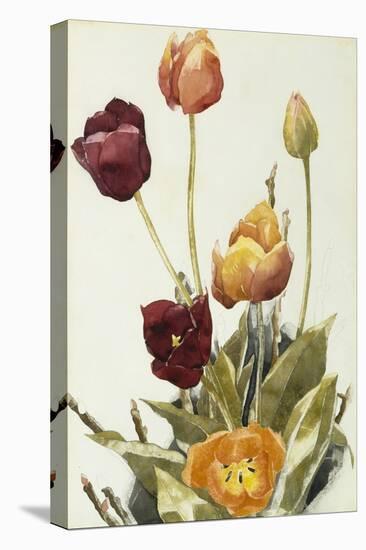 Tulips, 1933 (Watercolour and Graphite on Paper)-Charles Demuth-Premier Image Canvas