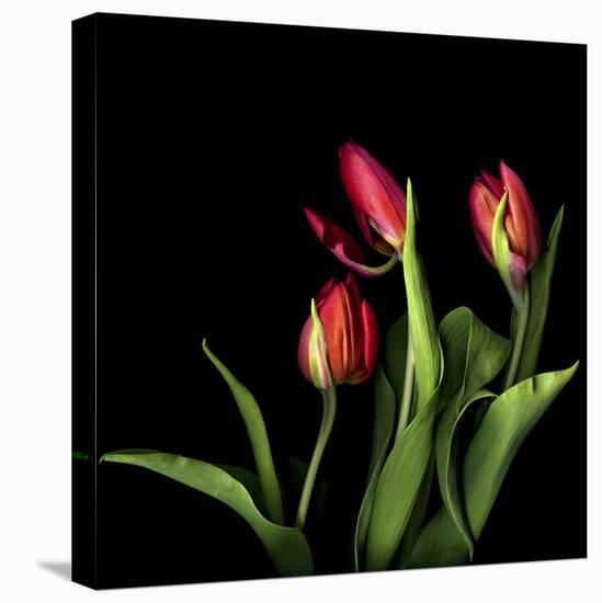 Tulips 2-Magda Indigo-Stretched Canvas