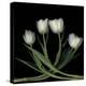 Tulips 3-Magda Indigo-Stretched Canvas