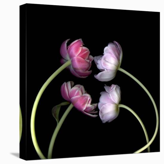 Tulips 4-Magda Indigo-Stretched Canvas