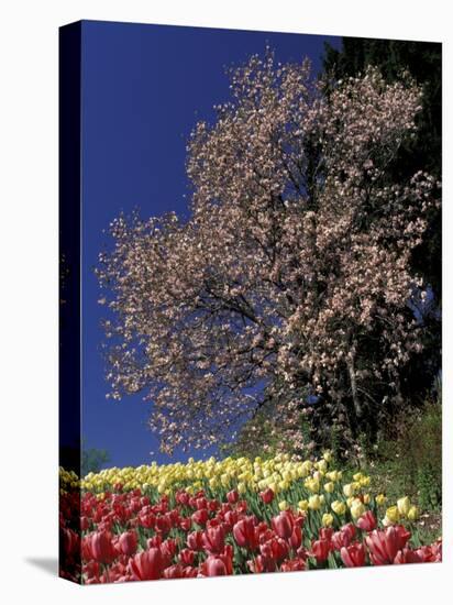 Tulips and Magnolia tree, Cincinatti, Ohio, USA-Adam Jones-Premier Image Canvas