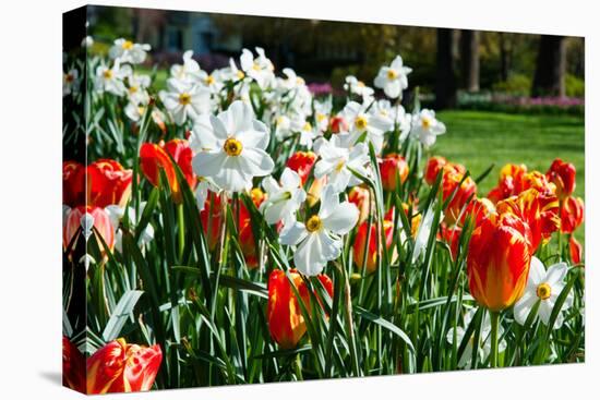 Tulips and Other Flowers at Sherwood Gardens, Baltimore, Maryland, USA-null-Stretched Canvas