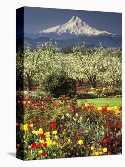 Tulips and Pear Orchard Below Mt. Hood-John McAnulty-Premier Image Canvas