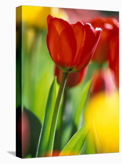 Tulips at Roozengaarde Display Garden, Mount Vernon, Skagit Valley, Washington, USA-William Sutton-Premier Image Canvas