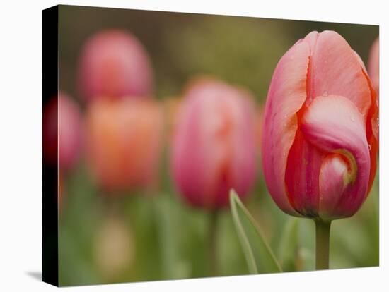 Tulips at Sarah P. Duke Gardens in Durham, North Carolina-Melissa Southern-Premier Image Canvas