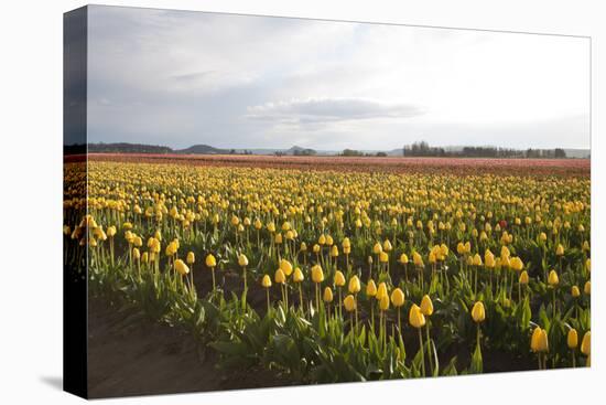 Tulips at Sunset I-Dana Styber-Premier Image Canvas