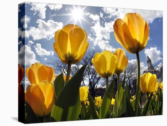 Tulips Bloom at a Park in Boston-null-Premier Image Canvas