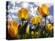 Tulips Bloom at a Park in Boston-null-Premier Image Canvas